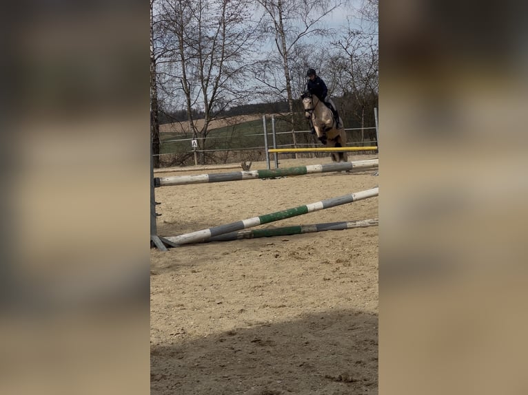 PRE Wallach 7 Jahre 160 cm Buckskin in Landshut