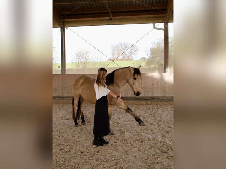 PRE Wallach 7 Jahre 160 cm Buckskin in Landshut