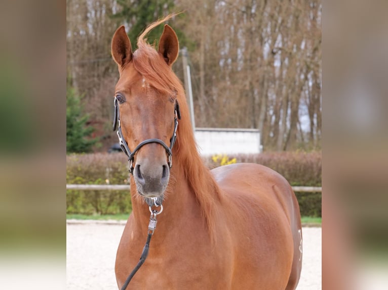 PRE Mix Wallach 7 Jahre 160 cm Fuchs in Neustadt (Wied)