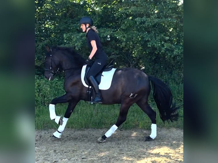 PRE Mix Wallach 7 Jahre 160 cm Rappe in Senden
