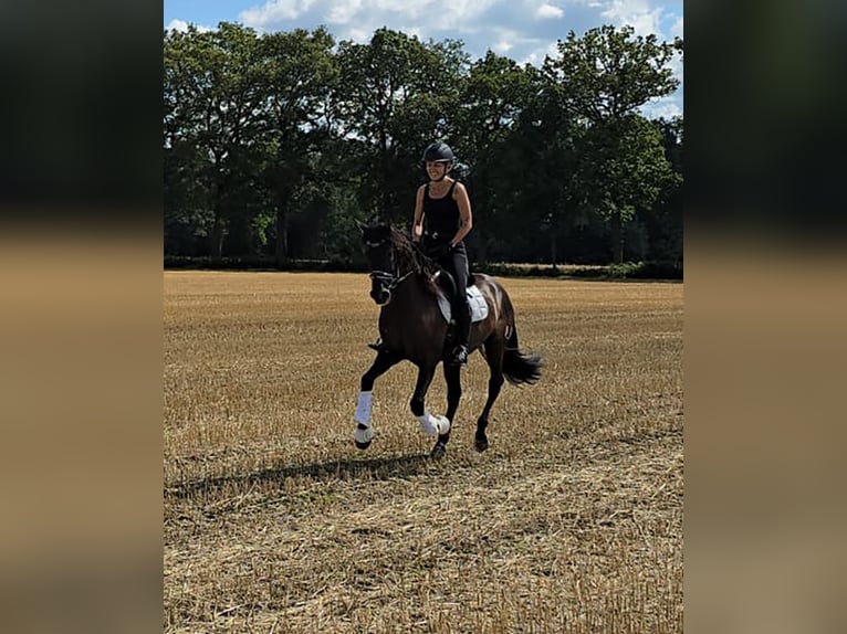 PRE Mix Wallach 7 Jahre 160 cm Rappe in Senden