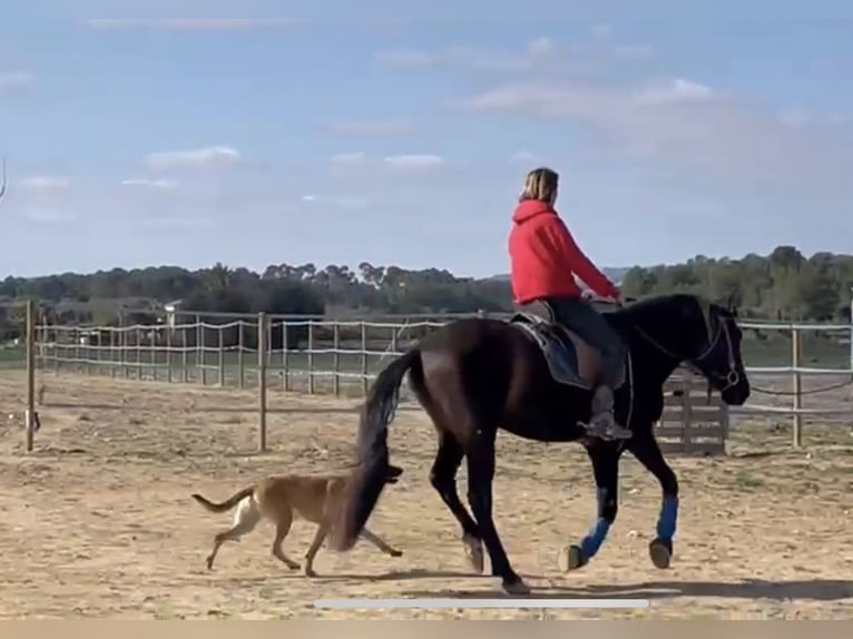 PRE Mix Wallach 7 Jahre 160 cm Rappe in Manacor