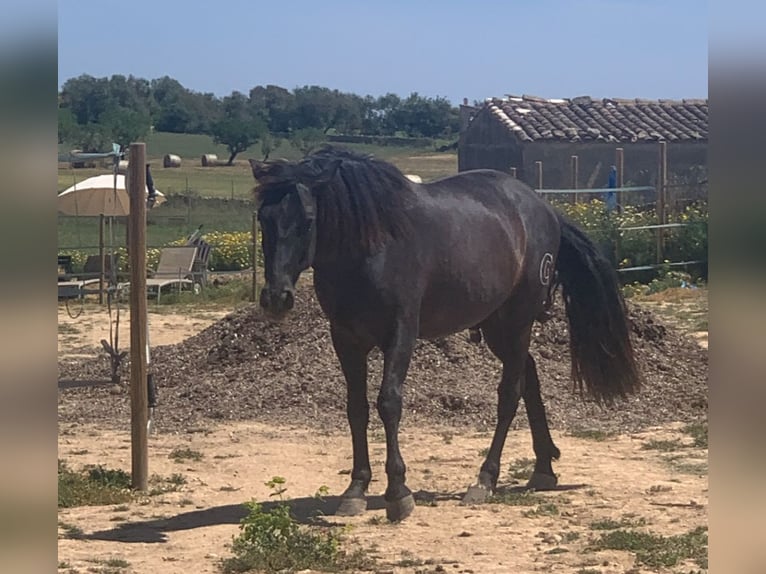 PRE Mix Wallach 7 Jahre 160 cm Rappe in Manacor