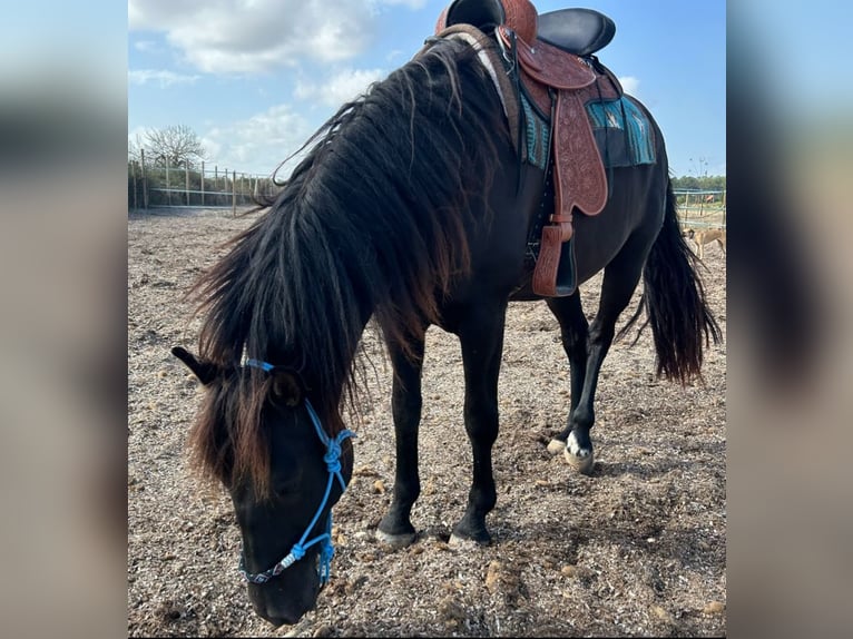 PRE Mix Wallach 7 Jahre 160 cm Rappe in Manacor
