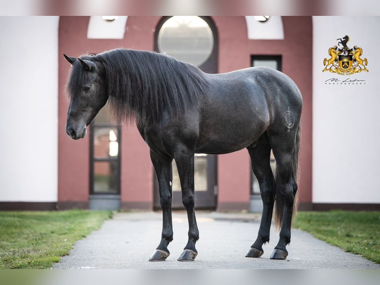 PRE Mix Wallach 7 Jahre 160 cm Rappschimmel in Oer-Erkenschwick