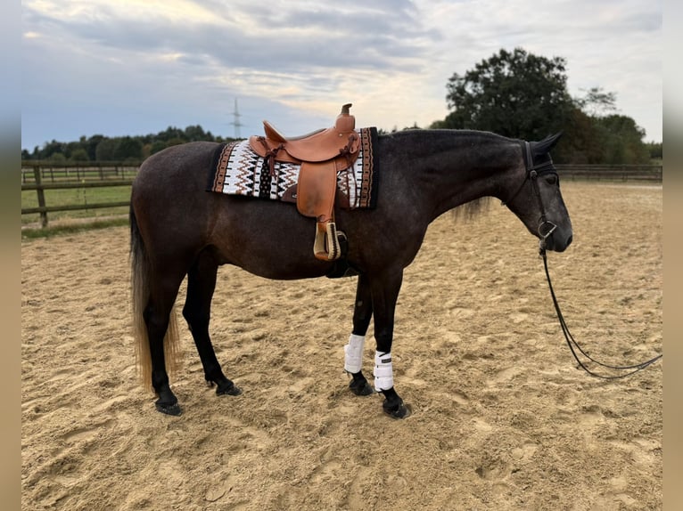 PRE Mix Wallach 7 Jahre 160 cm Rappschimmel in Marl
