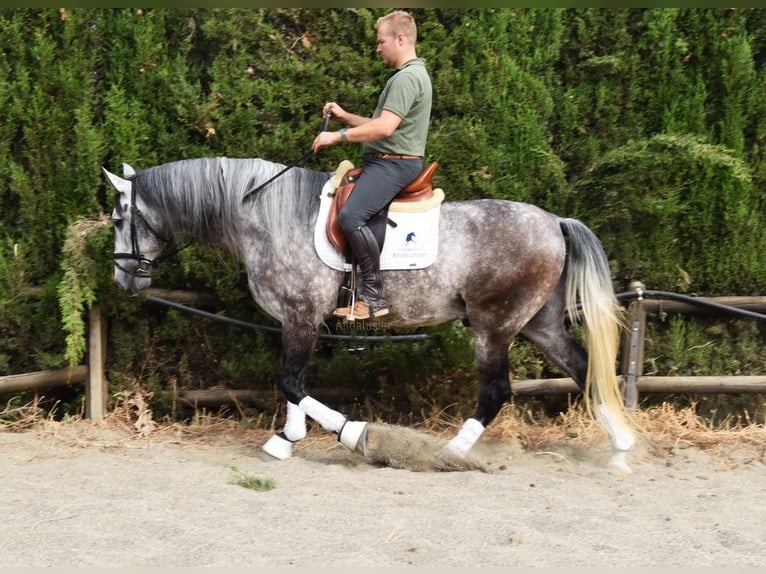 PRE Wallach 7 Jahre 160 cm Schimmel in Provinz Malaga