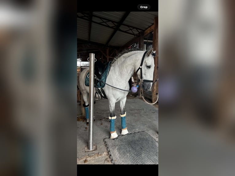 PRE Wallach 7 Jahre 161 cm Apfelschimmel in Campneuseville