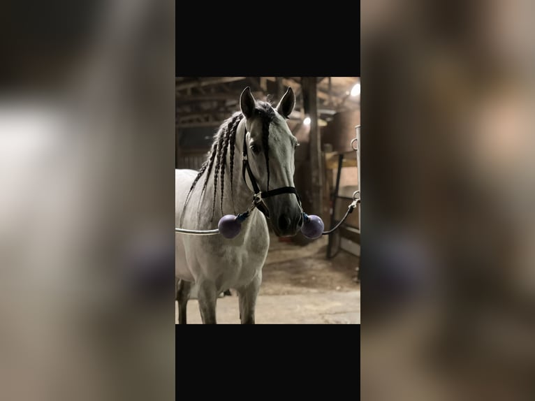 PRE Wallach 7 Jahre 161 cm Apfelschimmel in Campneuseville