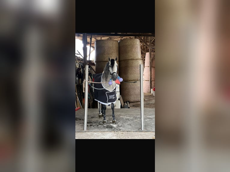 PRE Wallach 7 Jahre 161 cm Apfelschimmel in Campneuseville