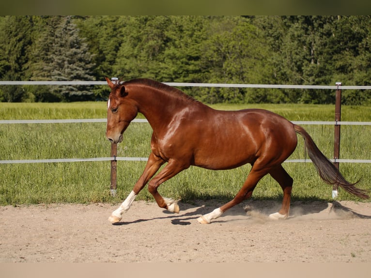 PRE Wallach 7 Jahre 161 cm Fuchs in Bautzen
