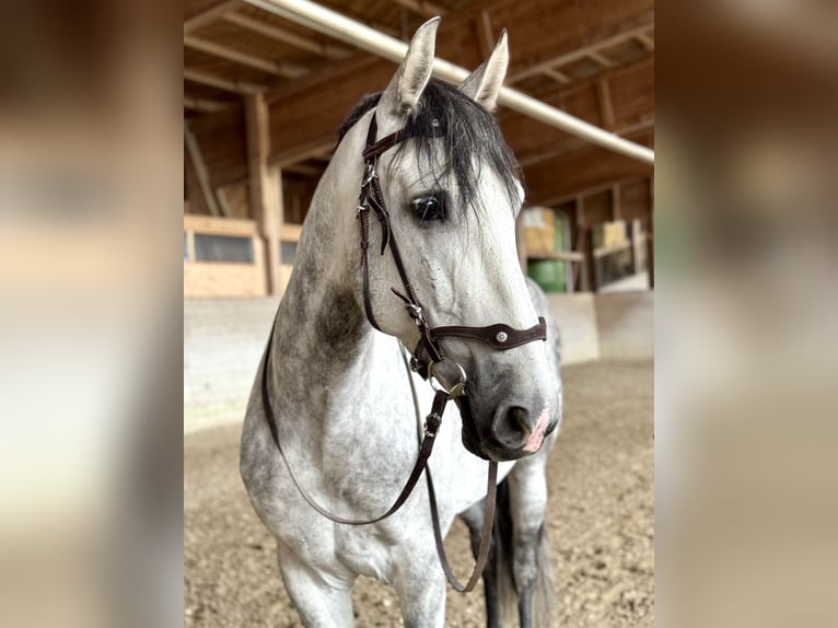PRE Mix Wallach 7 Jahre 162 cm Apfelschimmel in Affoltern am Albis