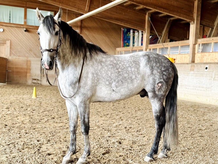 PRE Mix Wallach 7 Jahre 162 cm Apfelschimmel in Affoltern am Albis