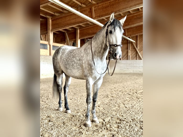 PRE Mix Wallach 7 Jahre 162 cm Apfelschimmel in Affoltern am Albis