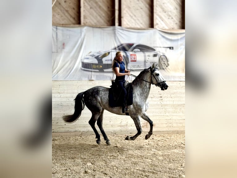 PRE Mix Wallach 7 Jahre 162 cm Apfelschimmel in Affoltern am Albis