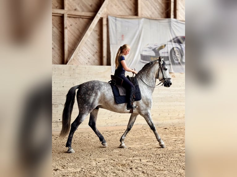 PRE Mix Wallach 7 Jahre 162 cm Apfelschimmel in Affoltern am Albis
