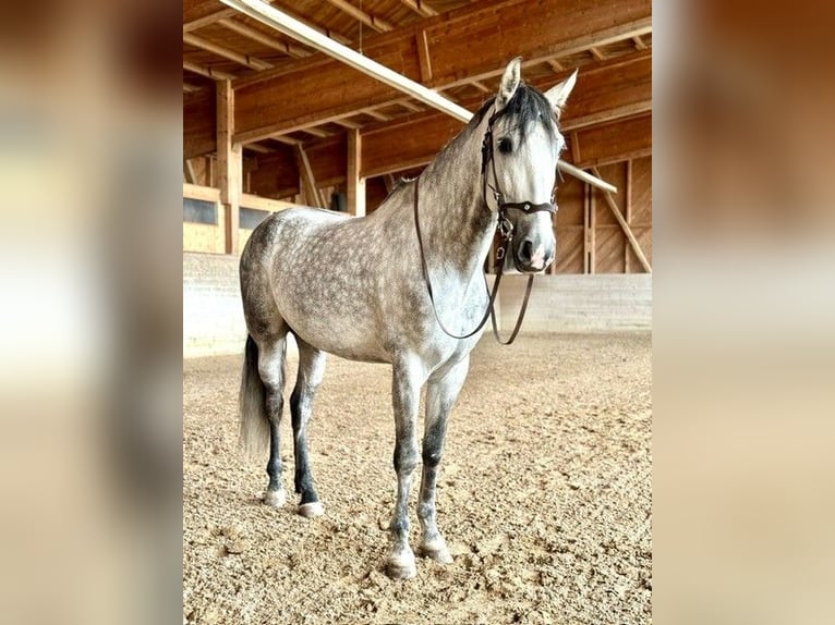 PRE Mix Wallach 7 Jahre 162 cm Apfelschimmel in Affoltern am Albis