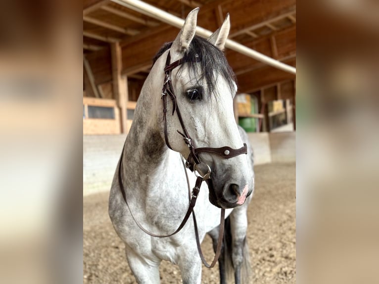 PRE Mix Wallach 7 Jahre 162 cm Apfelschimmel in Affoltern am Albis