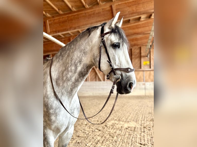 PRE Mix Wallach 7 Jahre 162 cm Apfelschimmel in Affoltern am Albis