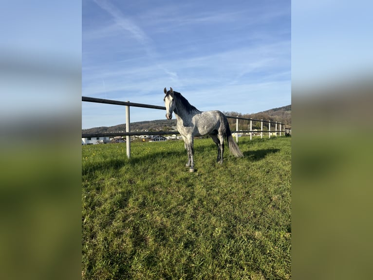 PRE Mix Wallach 7 Jahre 162 cm Apfelschimmel in Affoltern am Albis