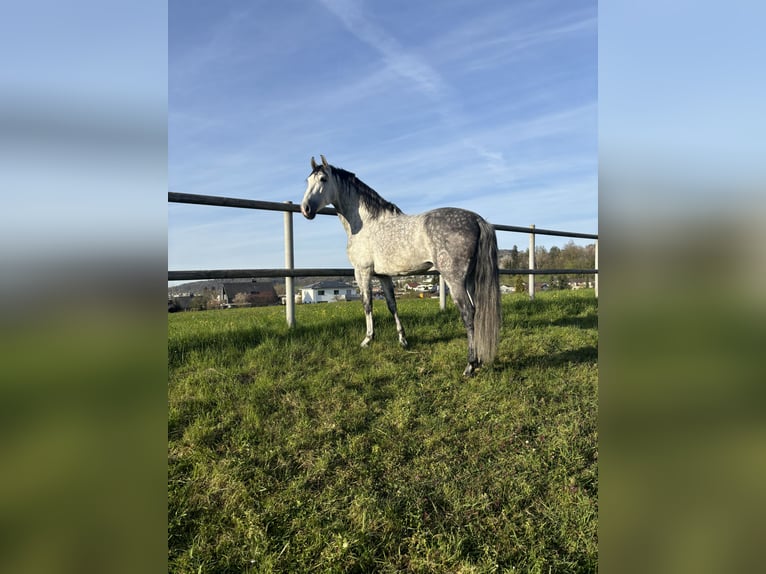PRE Mix Wallach 7 Jahre 162 cm Apfelschimmel in Affoltern am Albis