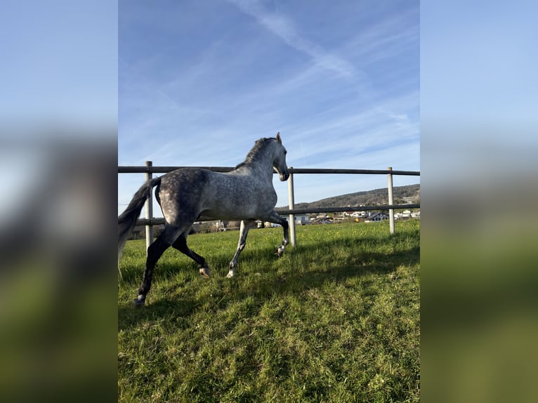 PRE Mix Wallach 7 Jahre 162 cm Apfelschimmel in Affoltern am Albis