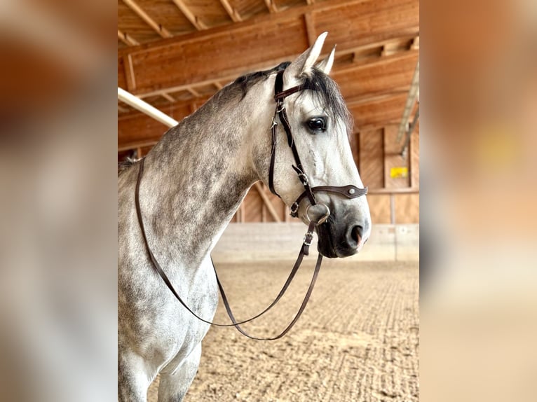 PRE Mix Wallach 7 Jahre 162 cm Apfelschimmel in Affoltern am Albis