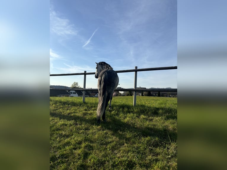 PRE Mix Wallach 7 Jahre 162 cm Apfelschimmel in Affoltern am Albis