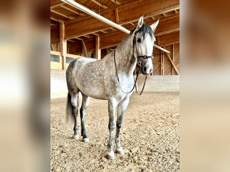 PRE Mix Wallach 7 Jahre 162 cm Apfelschimmel in Affoltern am Albis