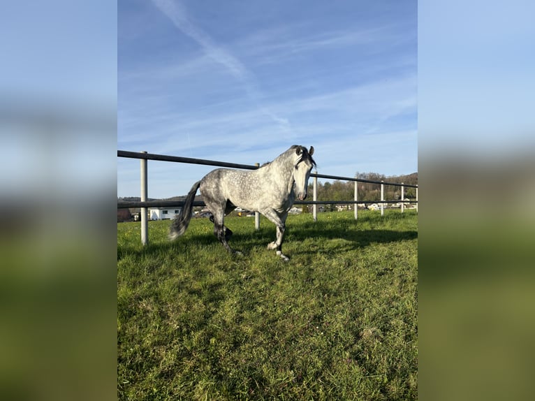 PRE Mix Wallach 7 Jahre 162 cm Apfelschimmel in Affoltern am Albis
