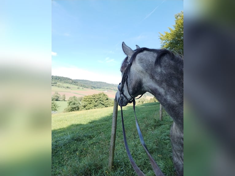 PRE Wallach 7 Jahre 162 cm Apfelschimmel in Rosenfeld