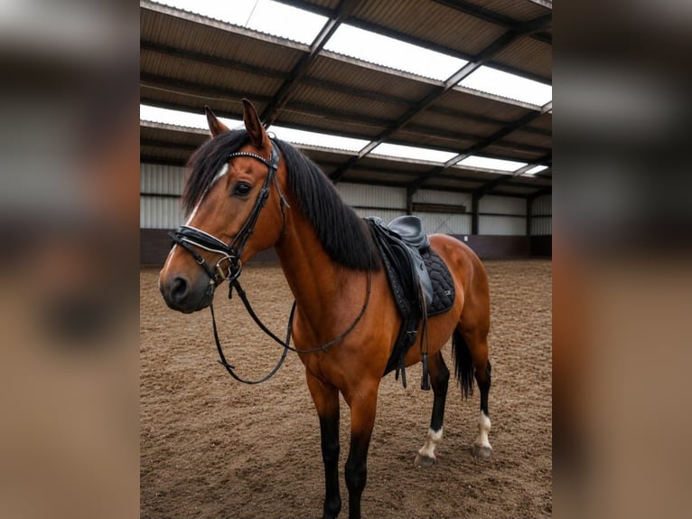 PRE Wallach 7 Jahre 162 cm Brauner in De Westereen