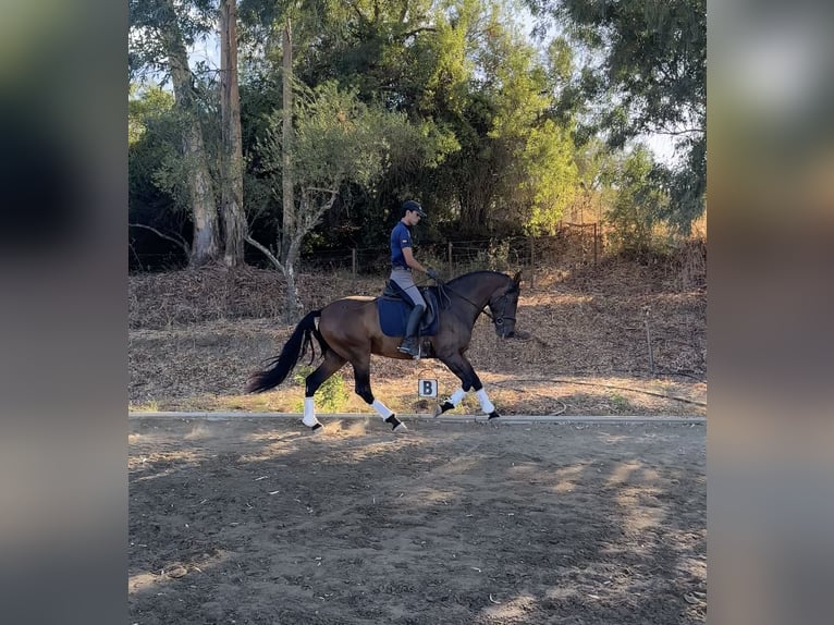 PRE Mix Wallach 7 Jahre 162 cm Brauner in Santa Olalla Del Cala