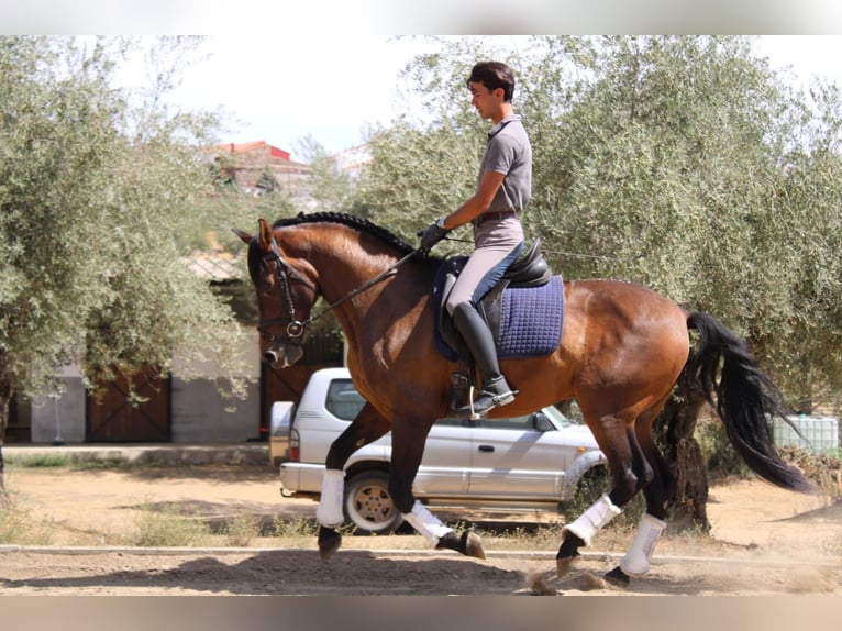 PRE Wallach 7 Jahre 162 cm Brauner in Santa Olalla Del Cala