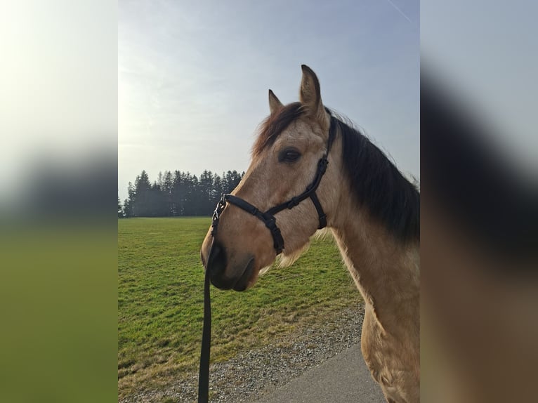 PRE Mix Wallach 7 Jahre 162 cm Falbe in Kempten