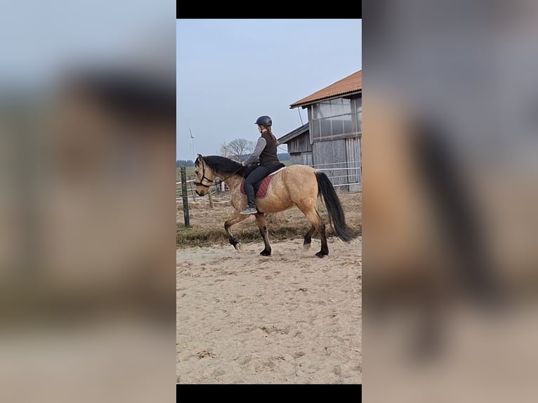 PRE Mix Wallach 7 Jahre 162 cm Falbe in Kempten