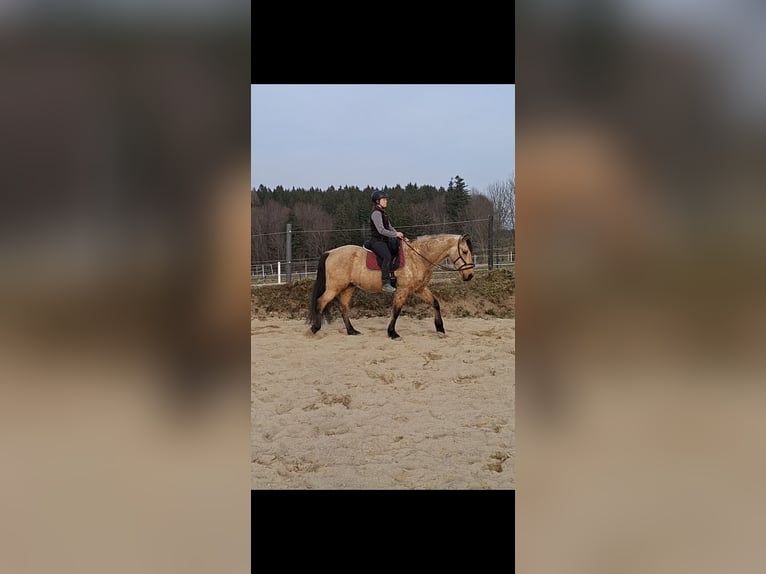 PRE Mix Wallach 7 Jahre 162 cm Falbe in Kempten