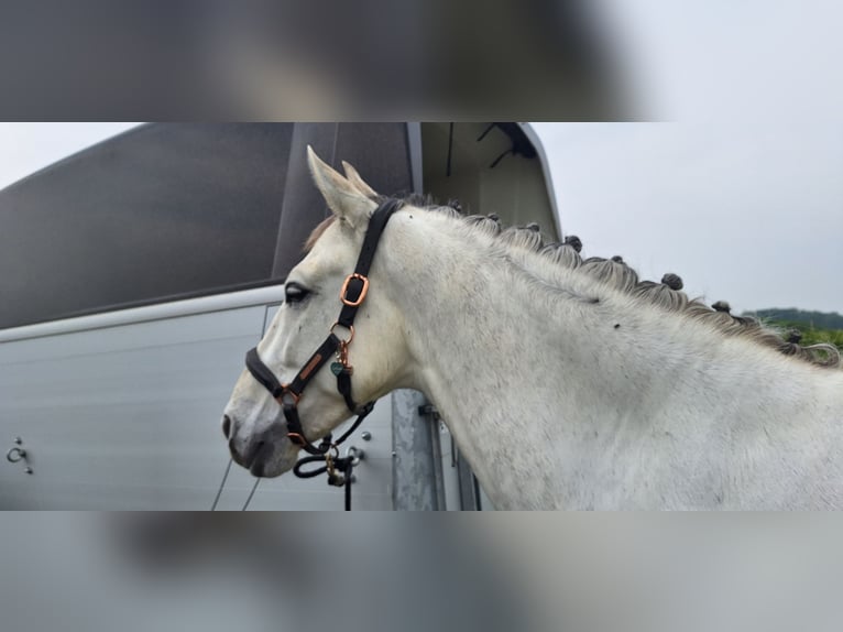 PRE Mix Wallach 7 Jahre 162 cm Schimmel in Schalksm&#xFC;hle
