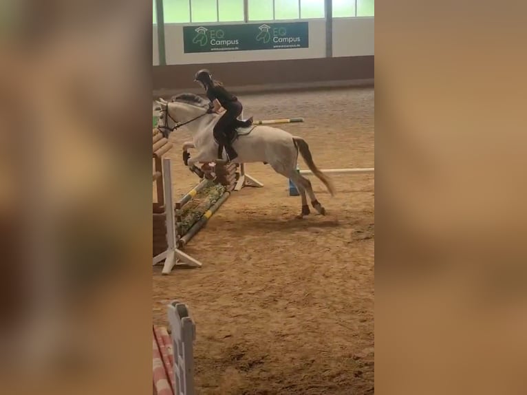 PRE Mix Wallach 7 Jahre 162 cm Schimmel in Schalksm&#xFC;hle