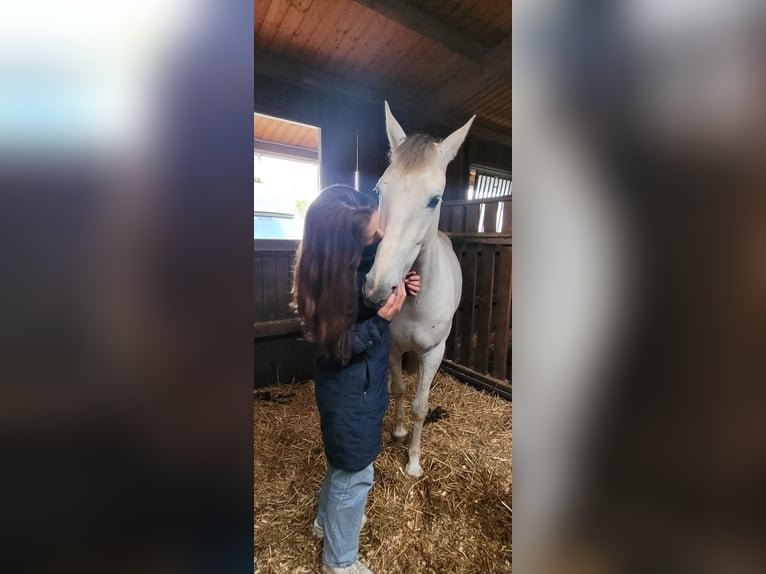 PRE Mix Wallach 7 Jahre 162 cm Schimmel in Schalksm&#xFC;hle