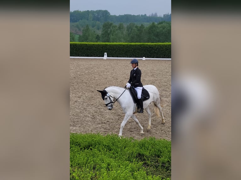 PRE Mix Wallach 7 Jahre 162 cm Schimmel in Schalksm&#xFC;hle