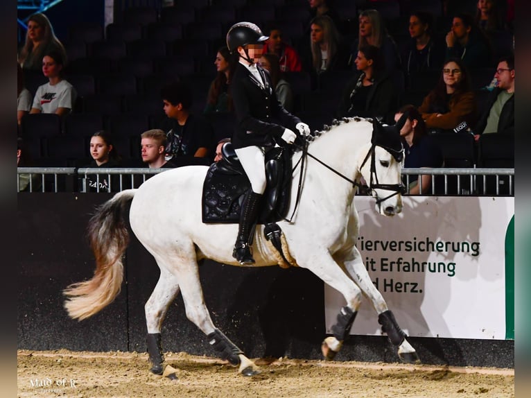 PRE Mix Wallach 7 Jahre 162 cm Schimmel in Schalksm&#xFC;hle