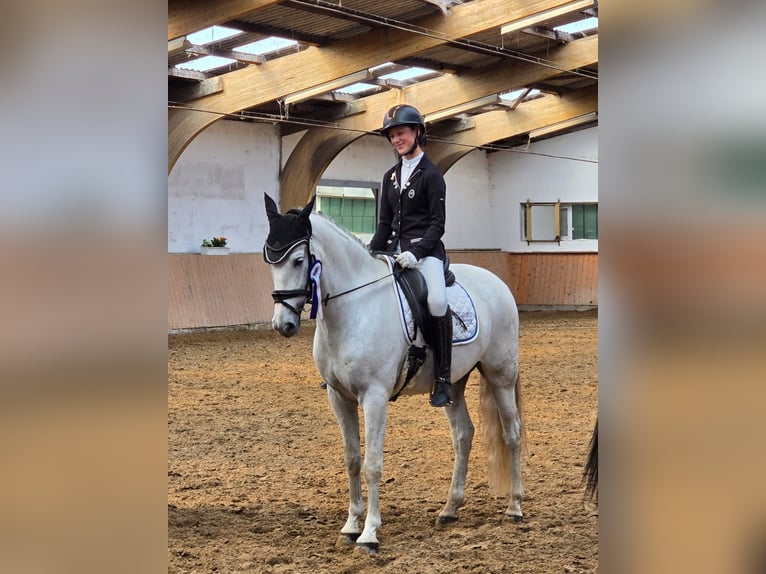 PRE Mix Wallach 7 Jahre 162 cm Schimmel in Schalksm&#xFC;hle