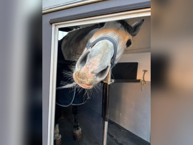 PRE Mix Wallach 7 Jahre 162 cm Schimmel in Buchloe