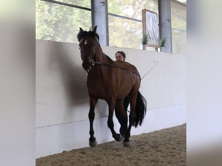 PRE Mix Wallach 7 Jahre 163 cm Brauner in St. Marienkirchen