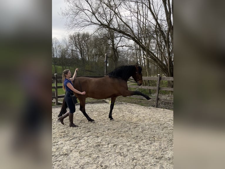 PRE Mix Wallach 7 Jahre 163 cm Brauner in St. Marienkirchen