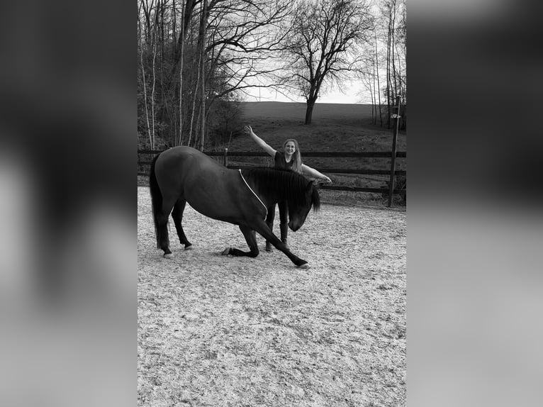PRE Mix Wallach 7 Jahre 163 cm Brauner in St. Marienkirchen