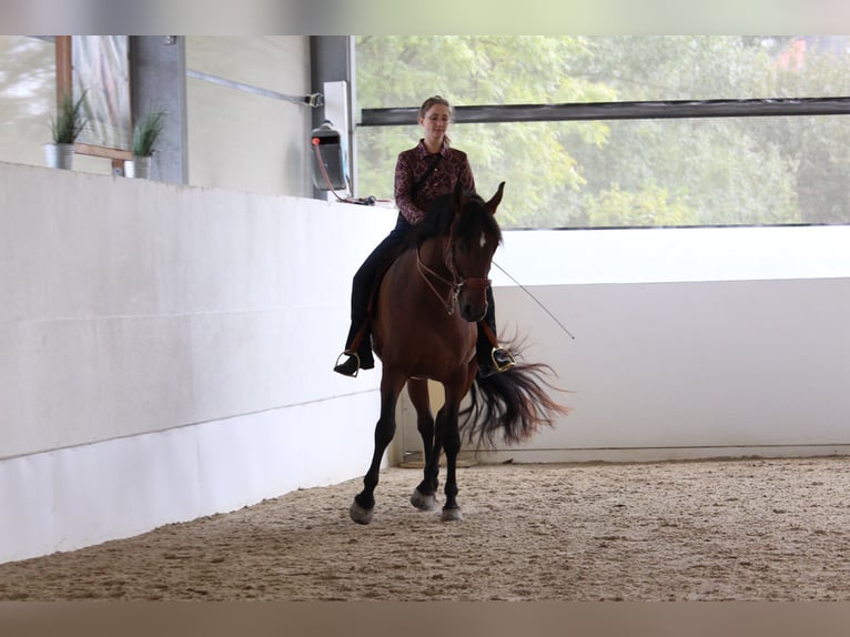 PRE Mix Wallach 7 Jahre 163 cm Brauner in St. Marienkirchen