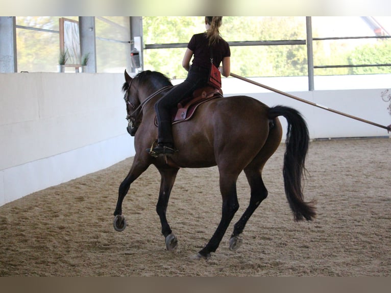 PRE Mix Wallach 7 Jahre 163 cm Brauner in St. Marienkirchen