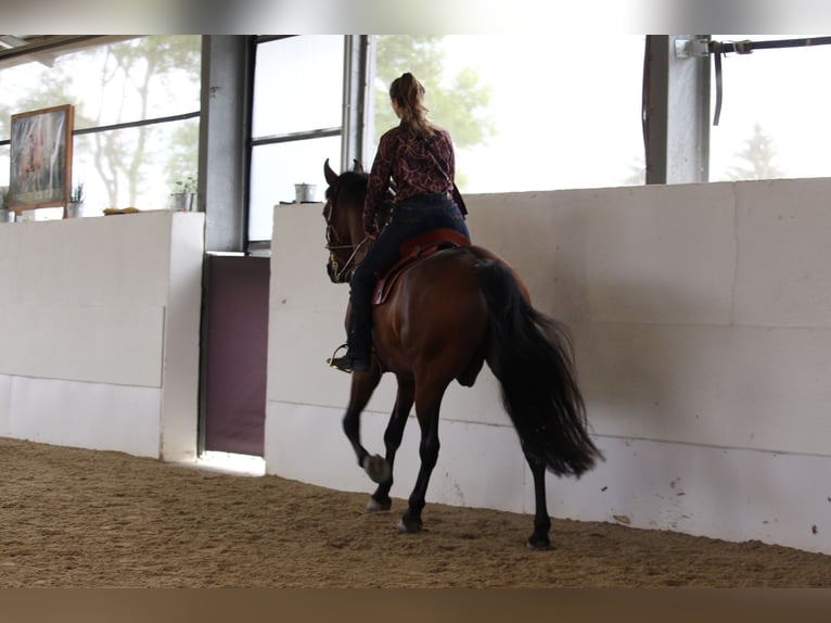 PRE Mix Wallach 7 Jahre 163 cm Brauner in St. Marienkirchen